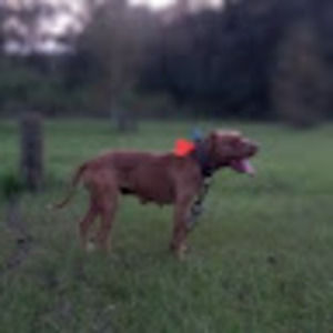 Meet your Posher, Bread winner kennels